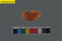 藏品(粗糙酋婦蟹)的圖片